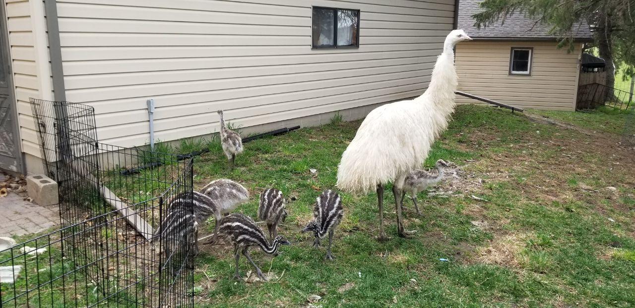 Minnesota Emu Pet Emus and Emu Farming in Minnesota